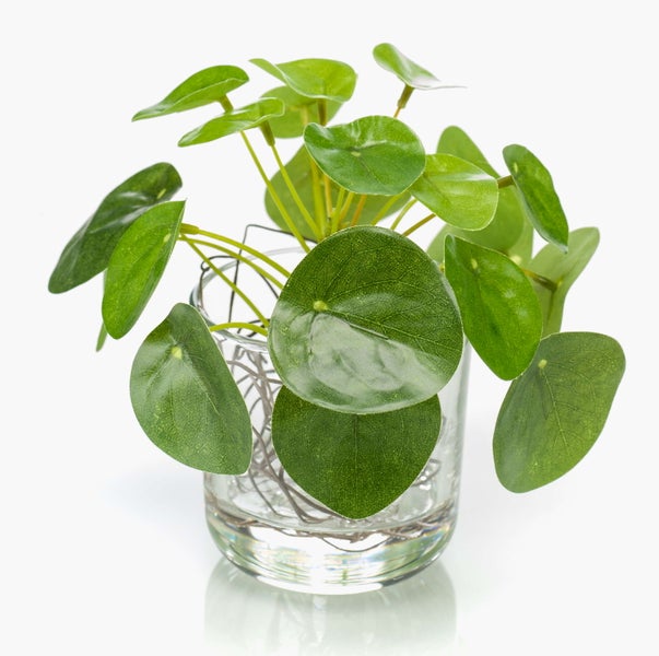 Ufopflanze Pilea peperomioides im Glasgefäß mit runden grünen Blättern