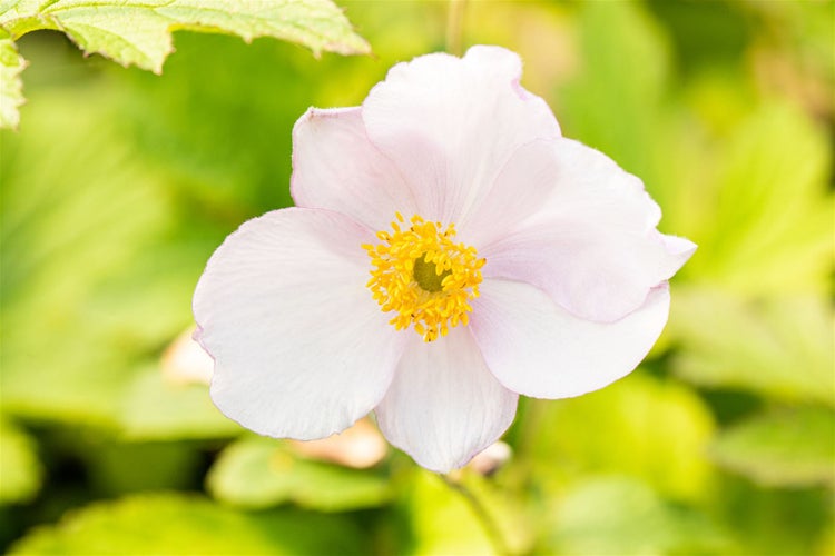 Anemone tomentosa 'Robustissima', Herbst-Anemone, rosa, ca. 9x9 cm Topf