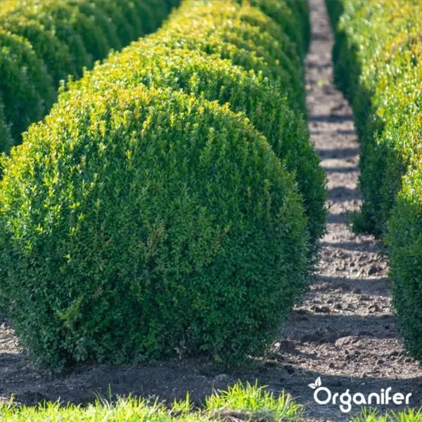 Reihe von runden, geschnittenen Buchsbäumen im Garten.
