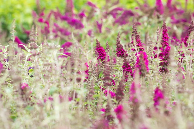 Feld mit Sommerflieder in voller Blüte
