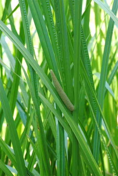 Acorus calamus, Kalmus, ca. 9x9 cm Topf, aromatisch