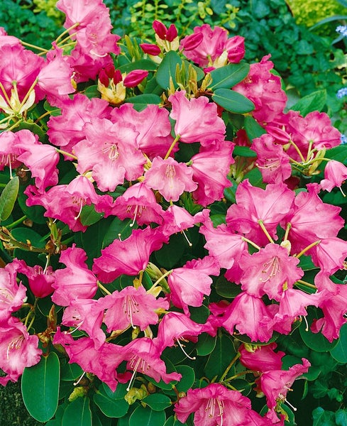 Rhododendron williamsianum 'Andrea', rosa Blüten, 30–40 cm