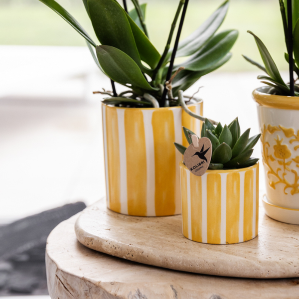 Kolibri Company Geschenkset Mediterranean Sunset mit weißer Phalaenopsis Orchidee Lausanne und Sukkulenten inkl. Keramiktöpfen
