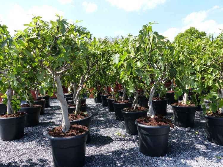 Feigenbaum - hell UND dunkel - in 1 Topf, Obstbaum, winterhart, Ficus Carica, Feige
