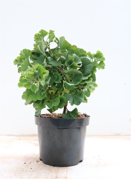 Ginkgo biloba Mariken im schwarzen Kunststofftopf, fächerförmige Blätter, kompakter Wuchs.