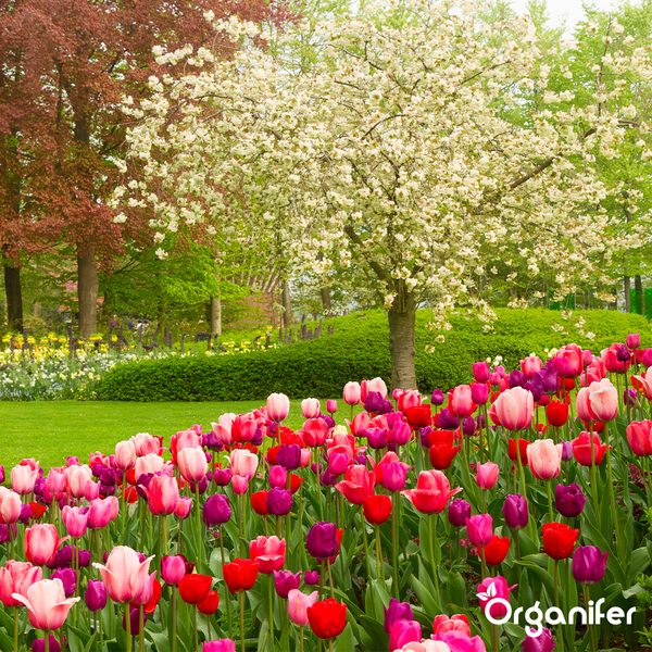 Tulpenfeld in einem Garten mit Bäumen