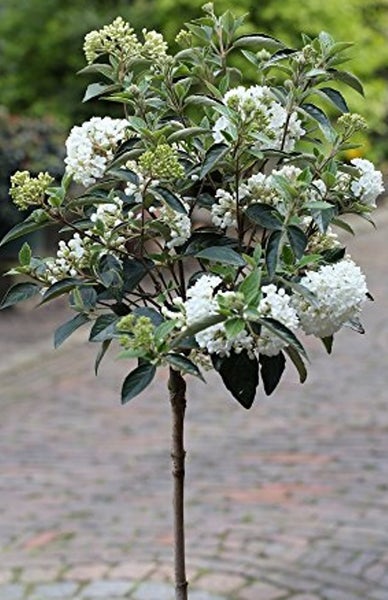 Viburnum 'Eskimo' ,Schneeball,  Gesamthöhe: 120-130 cm, Stammhöhe: 80 cm