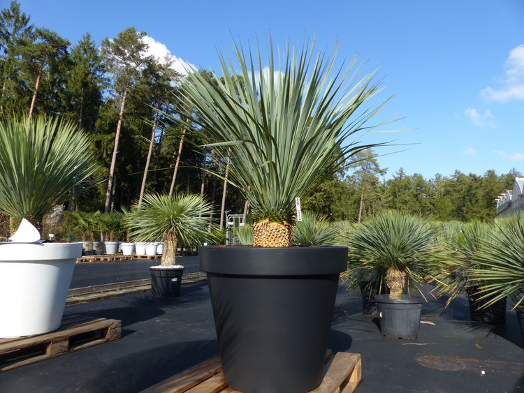 Hell beleuchtete Gärtnerei mit organisierten Yucca rostrata Pflanzen in Pflanztöpfen auf Holzpaletten vor Nadelbäumen und blauem Himmel.