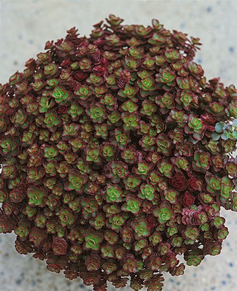 Sedum spurium 'Schorbuser Blut', Teppichsedum, rot, ca. 9x9 cm Topf