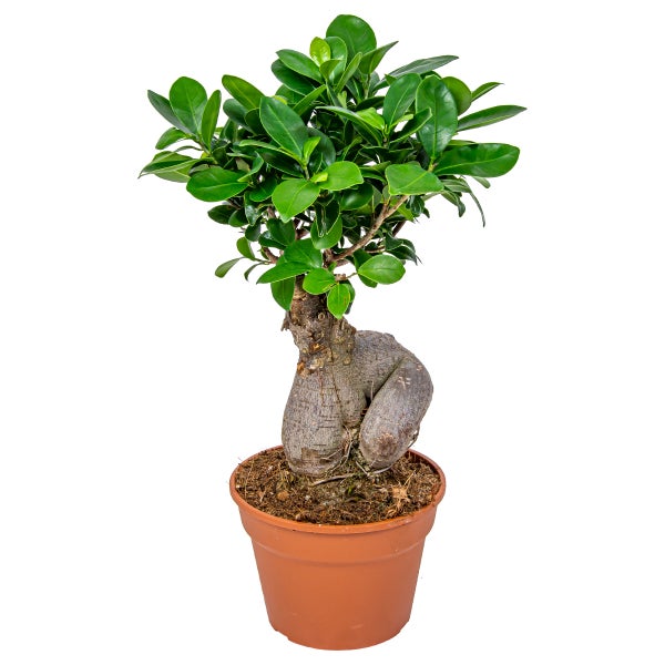 Bonsai-Baum | Ficus 'Ginseng' pro Stück - Zimmerpflanzen im Kinderzimmer Topf cm17 cm - ↕35 cm