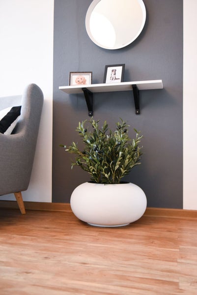 Moderner weißer Pflanzkübel in ovaler Form mit einem Olivenbaum auf hellem Holzfußboden vor einer Wand mit Wandregal und Spiegel.