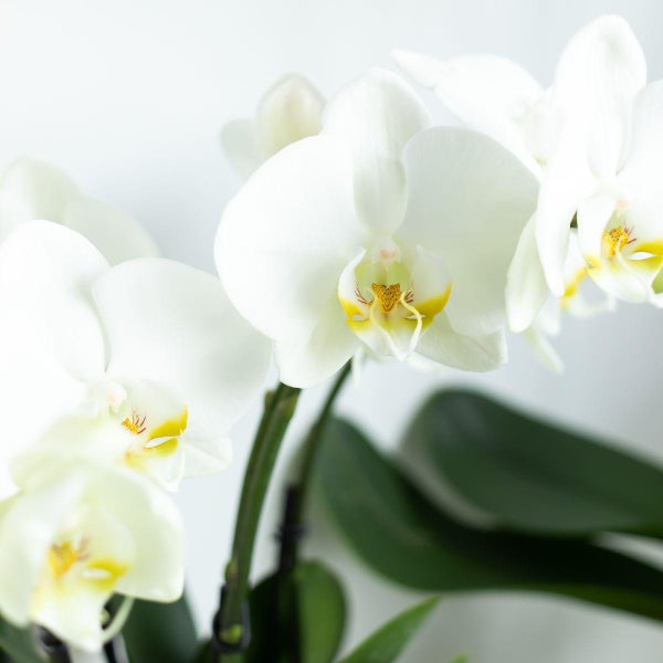 Weiße Orchidee mit grünen Blättern