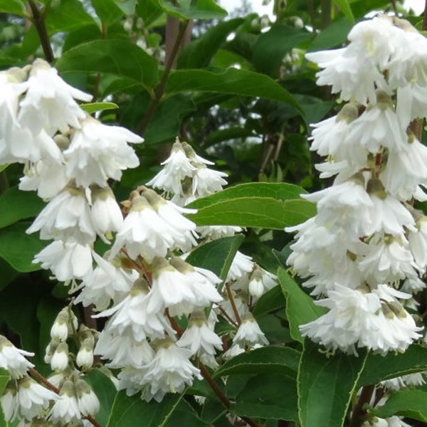 Blütenstände des Maiblumenstrauchs