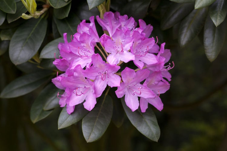 Rhododendron 'Roseum Elegans', rosa Blüten, 50–60 cm