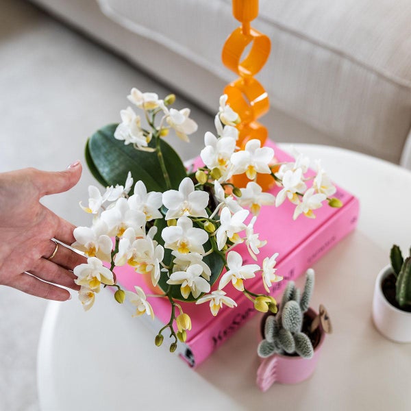 Weiße Orchidee Phalaenopsis auf einem Tisch mit kleinen Kakteen und dekorativen Elementen.