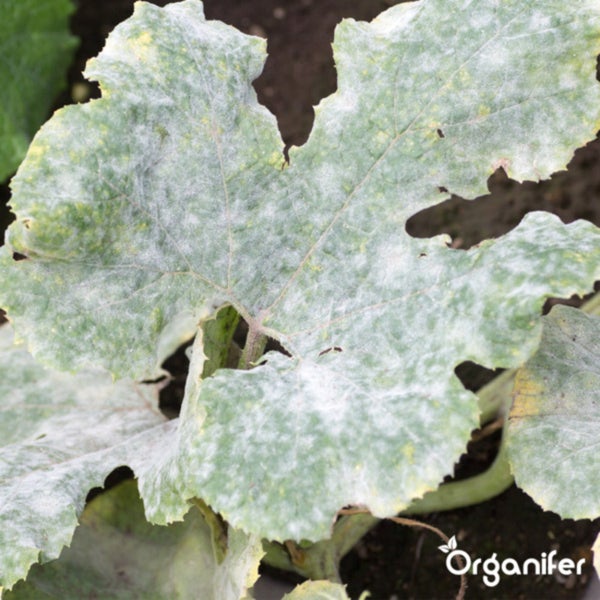 Leaf Diseases Blattkrankheiten Kapseln - 144 Stück - Organifer