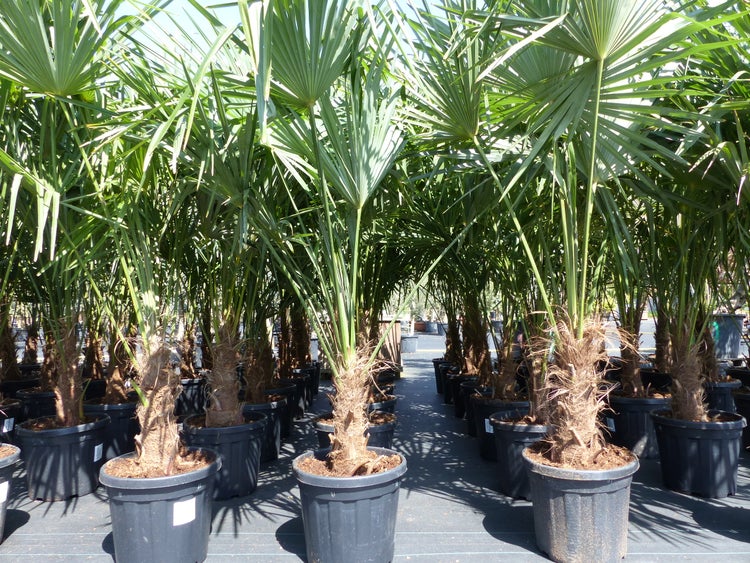 XXL Palme winterhart 180 - 190 cm Trachycarpus fortunei, Hanfpalme, Top-Qualität