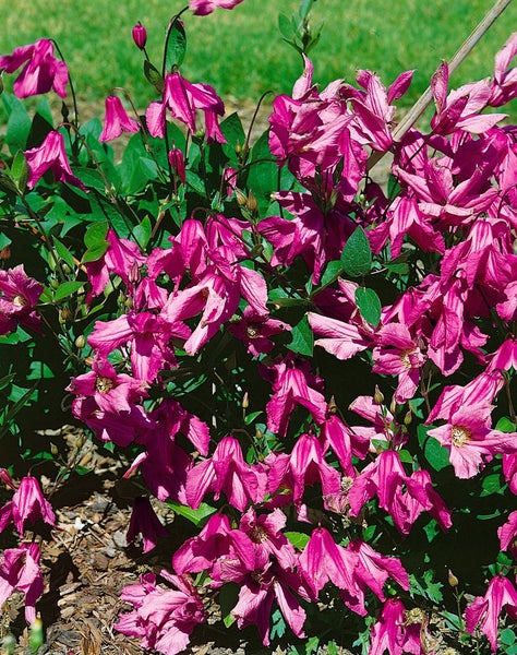 Clematis integrifolia 'Aljonushka', Glockenrebe, rosa, 60–100 cm