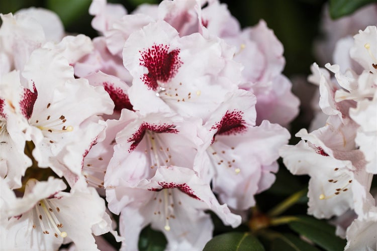 Rhododendron Hybr. 'Graffito', Rhododendron, 30–40 cm, rosa Blüten