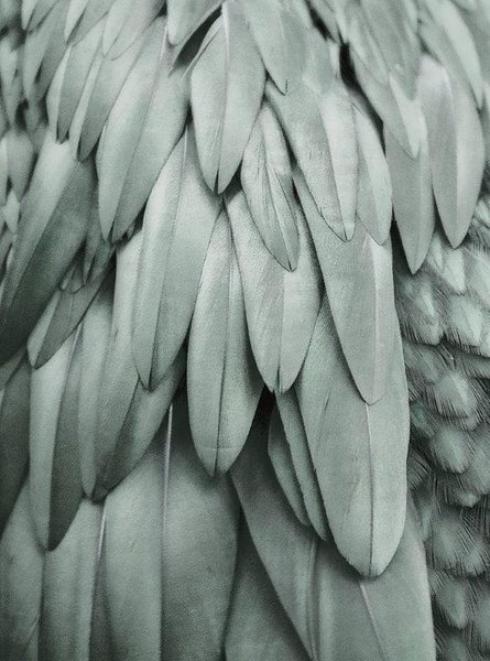 Nahaufnahme von überlappenden Vogelfedern mit detaillierter Textur, ideal für die Wandgestaltung oder als Tapete.