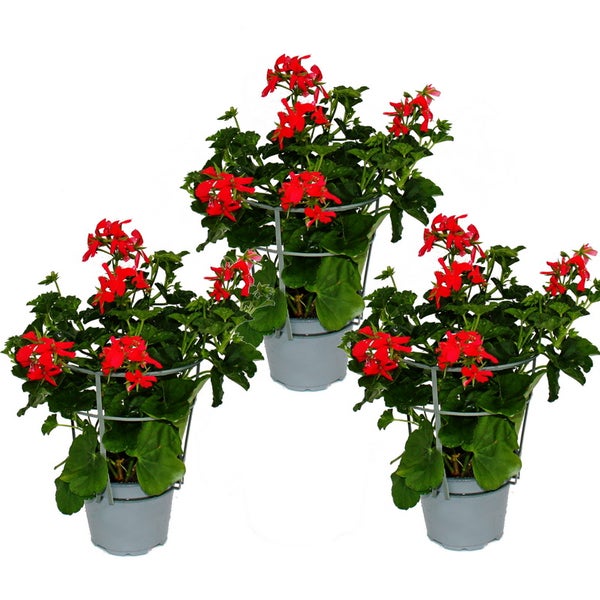 Französische Geranien hängend Pelargonium peltatum Ville de Paris 12cm Topf Set mit 3 Pflanzen Rot