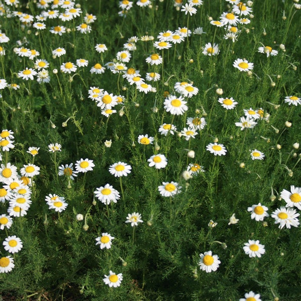 Feld mit Echten Kamilleblüten