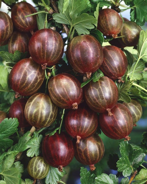 Ribes uva-crispa 'Hinnonmäki rot', Stachelbeere, rot, 60 cm Stammhöhe