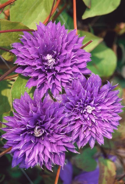 Clematis Hybride 'Multi Blue', Waldrebe, blau, 40–60 cm