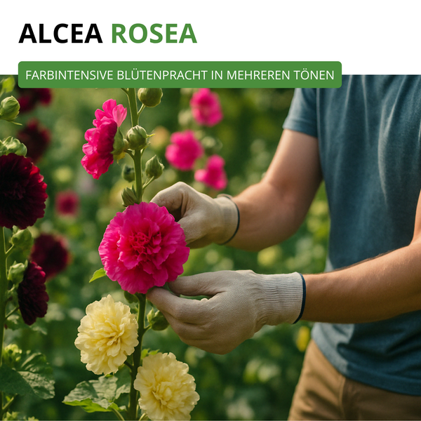 Eine Person mit Gartenhandschuhen pflegt blühende Alcea Rosea Stockrosen in einem Garten.