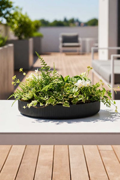 Bepflanzte flache schwarze Schale mit Sukkulenten, Farnen, Efeu und weißen Orchideen auf einem Tisch auf einer hellen Terrasse mit Holzdielen.