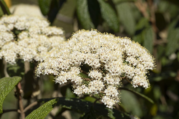 Blütenstand mit kleinen weißen Blüten
