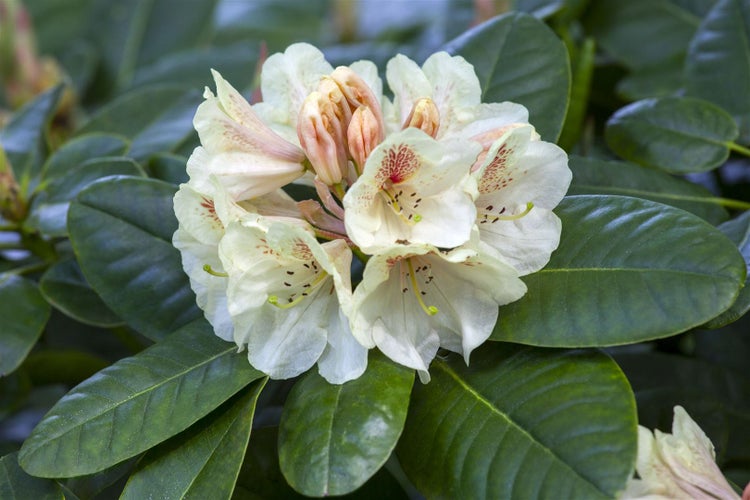 Rhododendron Hybr. 'Goldbukett', gelb, 30–40 cm