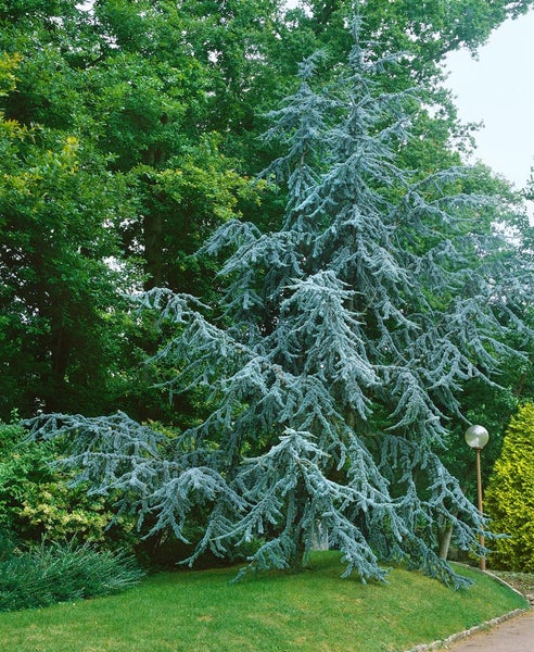 Cedrus atlantica 'Glauca', Atlas-Zeder, blaugrün, 80–100 cm