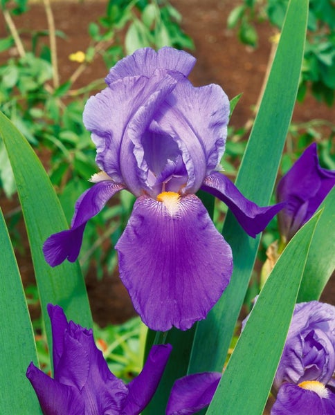 Iris x barb.-elat. 'Blue Rhythm', Schwertlilie, blau, ca. 11x11 cm Topf
