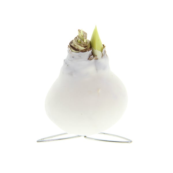 Bloomique – Amaryllis-Zwiebel in weißem Wachs – Kolibri-Weiß – Blumenzwiebel – keine Wasserblumen – Weihnachtsdekoration – 10–20 cm hoch bei Lieferung – wird bis zu 30–50 cm groß – 7 cm Durchmesser