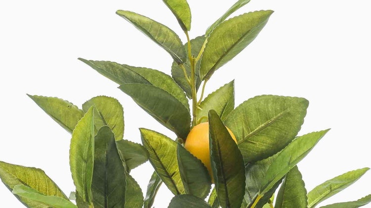 Künstliche Zitronenpflanze mit grünen Blättern und einer gelben Zitrone.