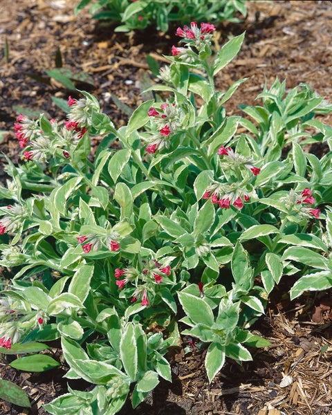 Pulmonaria rubra, Lungenkraut, rotblühend, ca. 9x9 cm Topf