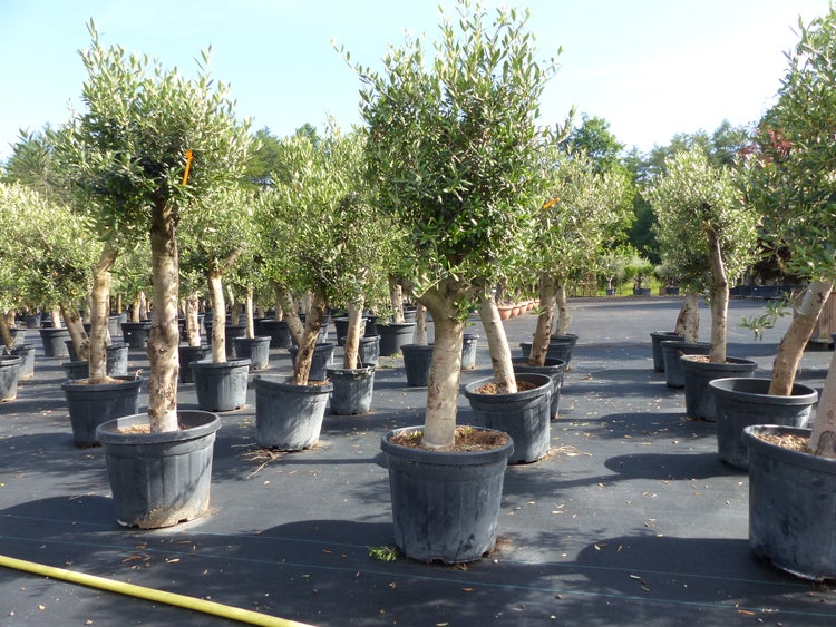Olivenbaum Olive Angebot 150 - 180 cm, beste Qualität, winterhart, Olea Europaea
