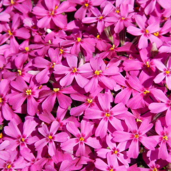 Teppich mit modernem Muster