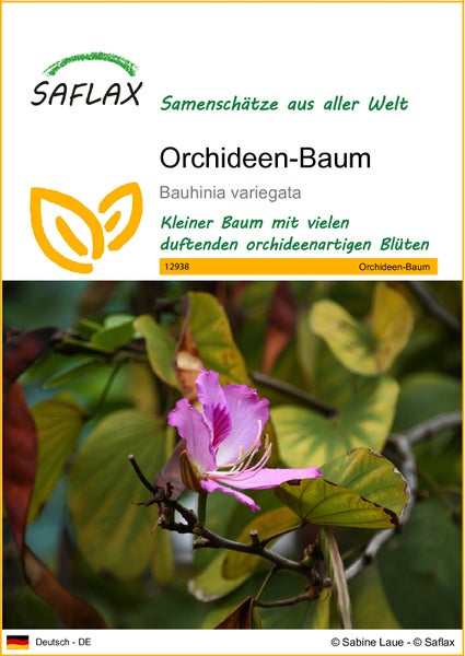 SAFLAX  - Orchideen-Baum - Bauhinia variegata - 8 Samen