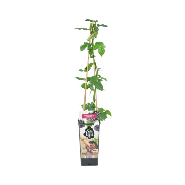 Bloomique - Rubus Fruticosus 'Thornfree' - Brombeerstrauch - Obstpflanzen - Gartenpflanzen - Winterhart - ⌀14 cm - Höhe 60-70 cm