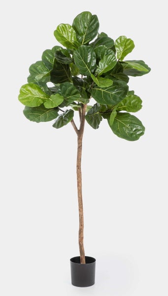 Künstliche Geigenfeige (Ficus lyrata) im schwarzen Kunststofftopf mit hohem Stamm und großen grünen Blättern.