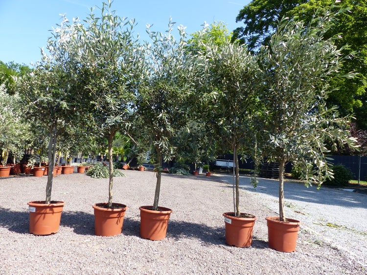 Olivenbaum Stamm Olive 130 - 160 cm hoch, mit Früchten, beste Qualität, Olea Europaea