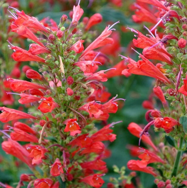 Nahaufnahme von Agastache mit roten Blüten