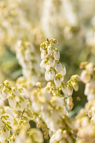 Pieris japonica 'Debutante', Japanische Lavendelheide, weiß, 20–25 cm