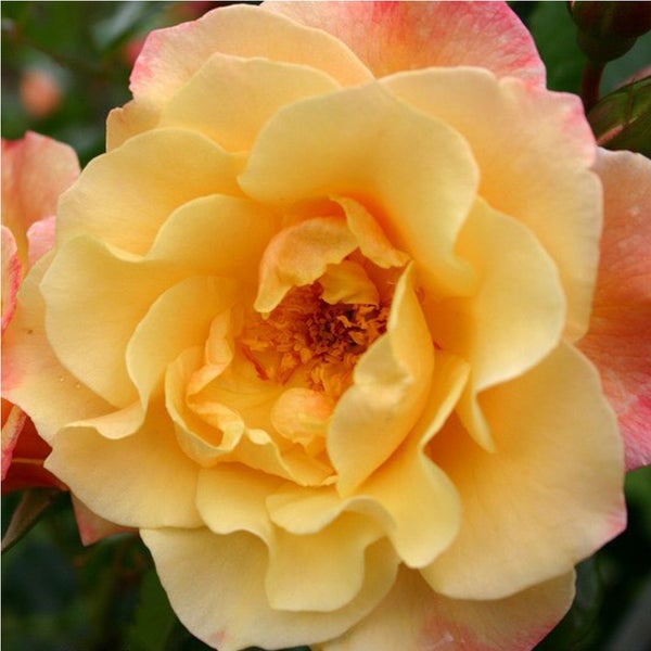 Nahaufnahme einer gelben Rosenblüte