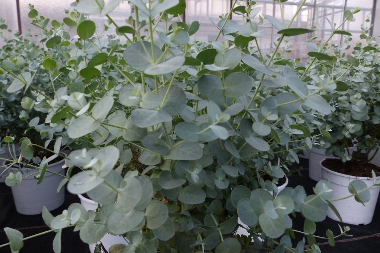 2 Stück Eucalyptus Gunni Gunnii Busch Kugel Eukalyptusbaum, Höhe 35 - 40 cm Pflanze winterhart