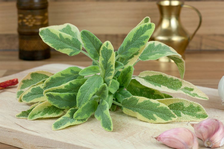 Salvia officinalis 'Aurea', Gold-Salbei, buntlaubig, ca. 9x9 cm Topf