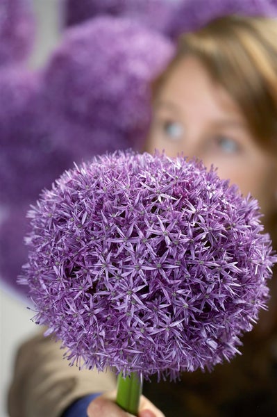 Allium macleanii 'Globemaster', Zierlauch, violett, ca. 11x11 cm Topf