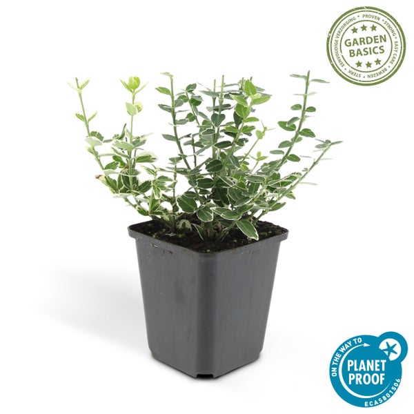 Bodendecker - Kriechspindel - Euonymus fortunei 'Emerald Gaiety' - 9cm Topf - Set mit 6 Pflanzen
